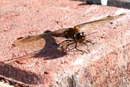 Highland Darter Dragonfly - Western Isles Wildlife Sightings