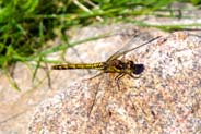Common Darter Dragonfly - Western Isles Wildlife Sightings