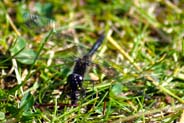 Black Dragonflty -  Hebrides