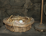 Newly Laid Eggs