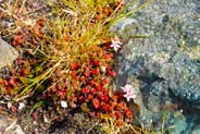 English Stonecrop  - Western Isles Flora