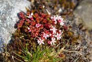 Pink White  Wildflowers - English Stonecrop - Hebrides Flowers