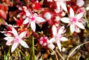 English Stonecrop -  Pink Hebridean Wildflowers - Western Isles Flora