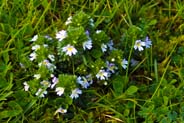 Eyebright - Hebrides Flowers
