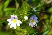 Eyebright - Hebridean White Wildflowers - Western Isles Flora