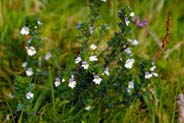 Eyebright flowers - Western Isles Flora