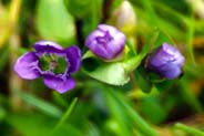 Gentian Flowers -  Purple Hebridean Wildflowers - Western Isles Flora