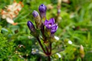 Hebridean Wildflowers - Foield Gentians - Isle of Harris