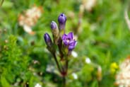 Field Gentians - Purple Hebrides Flowers
