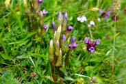 Purple Gentians - Western Isles Flora