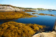 Flodabay  - Seaweed covered rocks - Isle of Harris - Western Isles