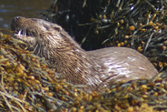 Otter  at Flodabay May 2010 - Isle of Harris 