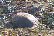 Otter  at Flodabay May 2010 - Isle of Harris 