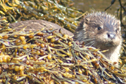 Otter  at Flodabay May 2010 - Isle of Harris 