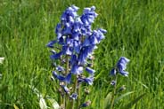 Bluebells flowers - Western Isles Flora