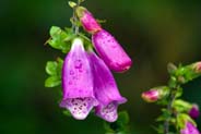 Pink foxgloves - Western Isles Flora