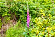 Foxglove Flowers -  Pink Hebridean Wildflowers - Western Isles Flora