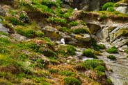 Fulmars nesting at Mangersta- Isle of Lewis 