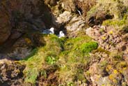 Birds - fulmars on cliffs at Tolsta