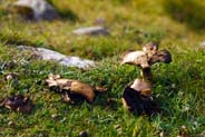 Funghi - Hebrides 