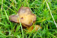 Western Isles Photos - Funghi - Isle of Lewis