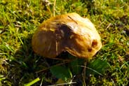 Funghi at Luskentyre - Funghi of the Hebrides