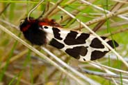 Garden Tiger Moth - Hebrides - Isle of Lewis
