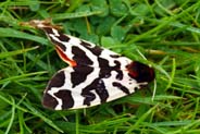 Garden Tiger Moth - Western Isles