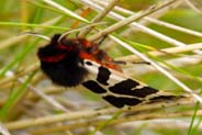 Garden Tiger Moth - Hebrides - Isle of Lewis
