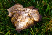 Mushrooms Western Isles 