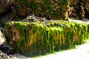 Seaweed Covered Rock - Isle of Lewis - Hebrides Photographs