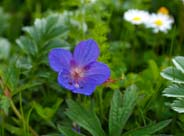 Blotched Monket Flowers - Western Isles Flora