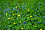 Germander Speedwell - Western Isles Flora