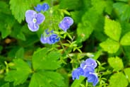 Wildflowers - Germander Speedwell - Hebrides Flowers