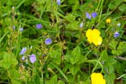Germander Speedwell -  Hebridean Wildflowers - Western Isles Flora