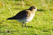Golden Plover - Bird Sightings - Isle of Lewis -  Hebridean Photos