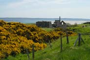 Gorse Flowers -  Yellow Hebridean Wildflowers - Western Isles Flora