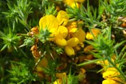 Gorse - Yellow Hebrides Flowers