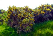 Gorse - Western Isles Flora