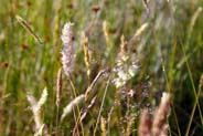 Yorkshire Fog - Western Isles Flora