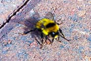 Great Yellow Bumblebee Bee - Isle of Lewis  - Western Isles