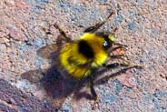 Western Isles Insects - Great Yellow Bumblebee - Isle of Lewis