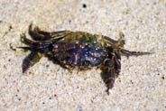 Green Crab - Hebrides - Isle of Lewis