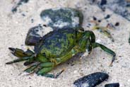 Green Crab - Hebrides - Isle of Lewis