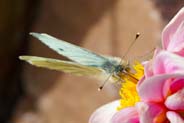 Green Veined White Butterfly - Hebrides - Isle of Lewis