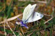Green Veined White Butterfly - Isle of Harris  - Western Isles