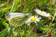 Isle of Lewis Insect Photos - Butterflies - Green Veined White Butterfly
