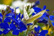 Isle of Lewis Insect Photos - Butterflies - Green Veined White Butterfly