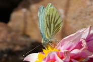 Green Veined White Butterfly at Balallan - Western Isles