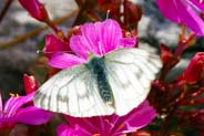 Green Veined White  Butterfly  - Western Isles